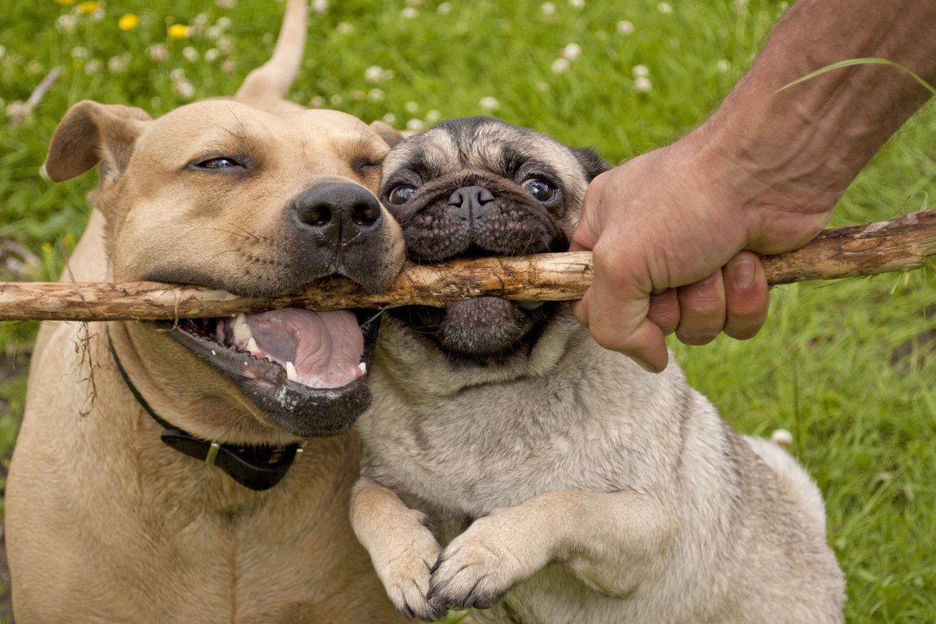 Dogs pay more attention to consonants than vowels when we speak